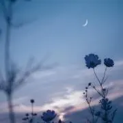 ぽんの画像