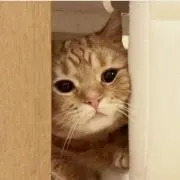 とうふの画像
