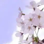 まめの画像