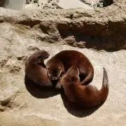 さっさーの画像