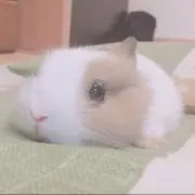 うちこの画像