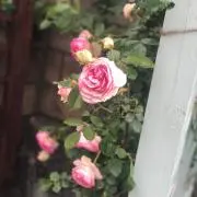 おかむの画像