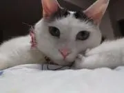 toroichiの画像