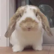 ねねの画像