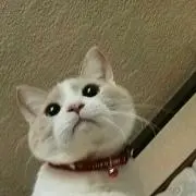 saoriの画像