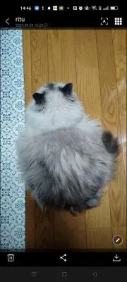 さもとりの画像