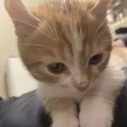 前ちゃんの画像