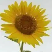ピッピの画像