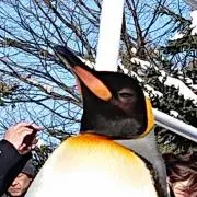あきら　プロフ確認の画像