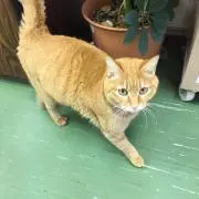 ヴィンセント