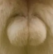 パンターニャ [プロフ読んでね]の画像