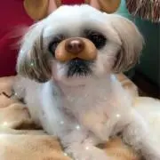 ととととと　(プロフ要確認)の画像