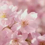 あるか