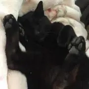 カラス