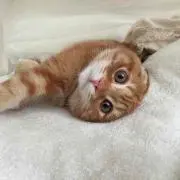 ケンシロウ