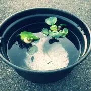 ミート