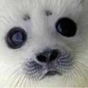 アザラシ