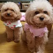 ポチャッコSHOPの画像