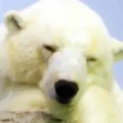 り