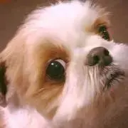 モカの画像