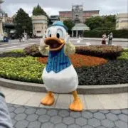むぎの画像