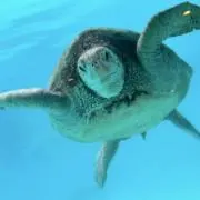 かめフライの画像
