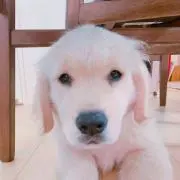 kotopoo