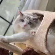 もちろう