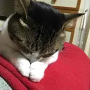 ふくすけの画像