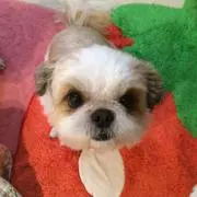 いちごの画像