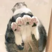 tarakoの画像