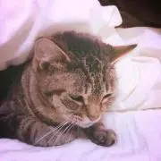 ぷーちゃん