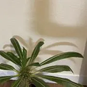 saの画像