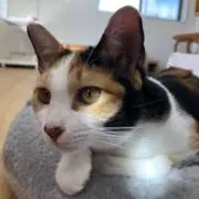 せんせいの画像