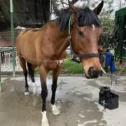 プライムフェイズ