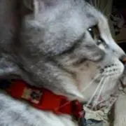 たろうの画像