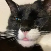 ちょの画像
