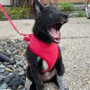 りんりん