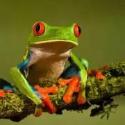 蛙ぴょんぴょんの画像