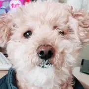 ぷりちゃまの画像