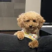 いおの画像