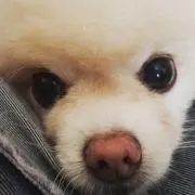 笑尾ちゃん