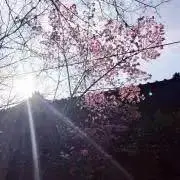 ゆずの画像
