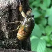 ハルキチの画像