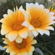 石破茂 皿と皿立てと色紙のセット - メルカリ