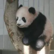 ぇちこっくすの画像