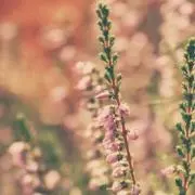 green grassの画像