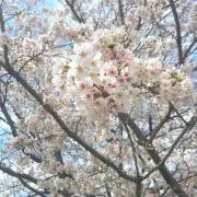 はる