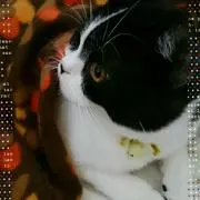 きくりん