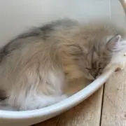 ねむねこの画像